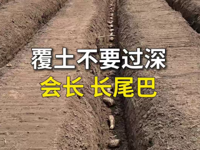 覆土不要过深会长长尾巴 ()