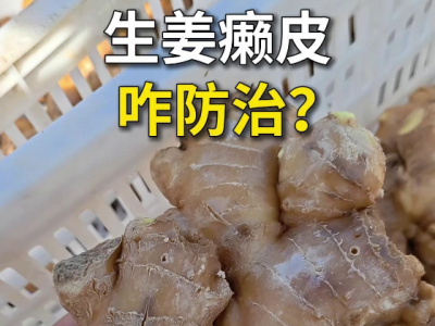 生姜癞皮咋防治？ ()