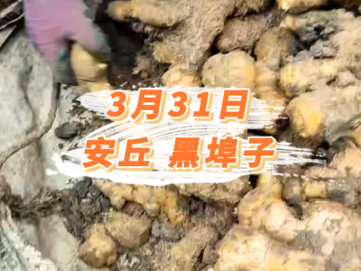 3月31日 安丘黑埠子价格行情 ()