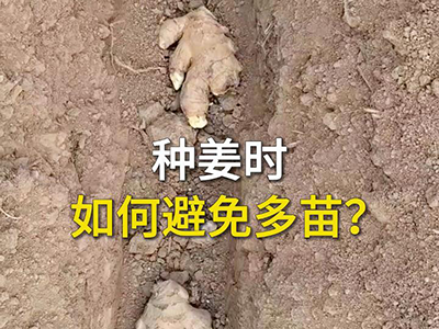种姜时如何避免多苗？ ()