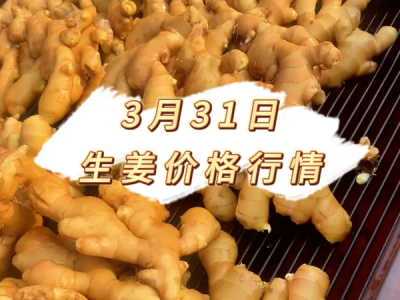 3月31日 生姜价格行情 ()