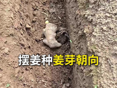 摆姜种姜芽朝向 ()