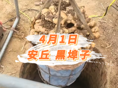 4月1日 安丘黑埠子价格行情 ()