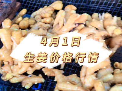 4月1日 生姜价格行情 ()