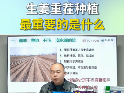 生姜重茬种植最重要的是什么？ ()