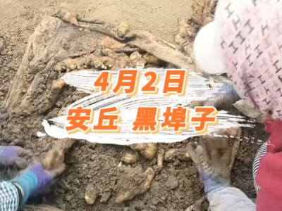 4月2日 安丘黑埠子价格行情 ()
