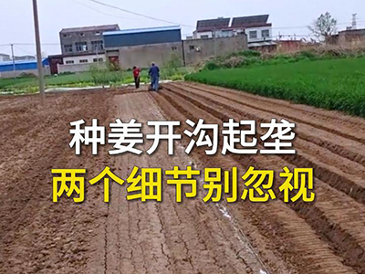 种姜开沟起垄 两个细节别忽视 ()