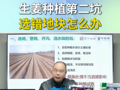 生姜种植第二坑选错地块怎么办？ ()