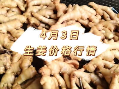 4月3日 生姜价格行情 ()