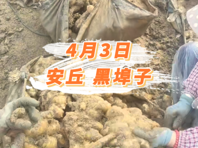 4月3日 安丘黑埠子价格行情 ()