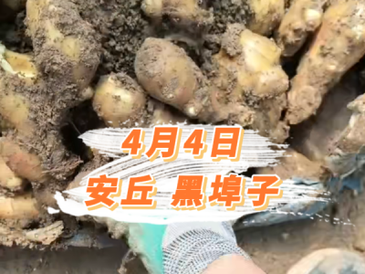 4月4日 安丘黑埠子价格行情 ()