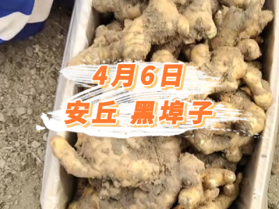 4月6日 安丘黑埠子价格行情 ()