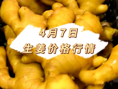 4月7日 生姜价格行情 ()