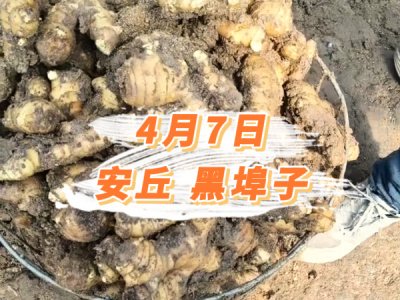 4月7日 安丘黑埠子价格行情 ()