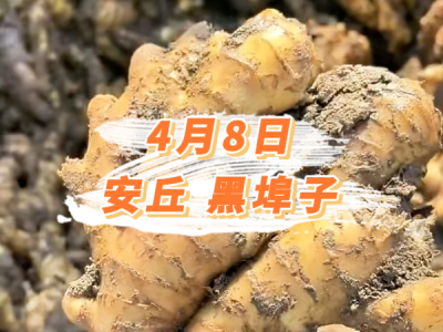 4月8日 安丘黑埠子价格行情 ()