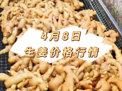 4月8日 生姜价格行情 ()