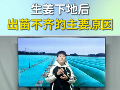 生姜下地后出苗不齐的主要原因