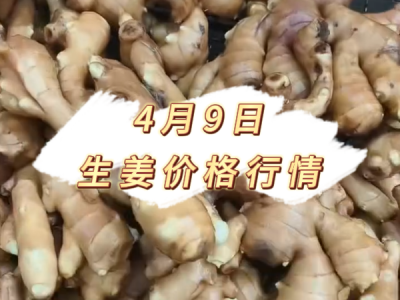 4月9日 生姜价格行情 ()