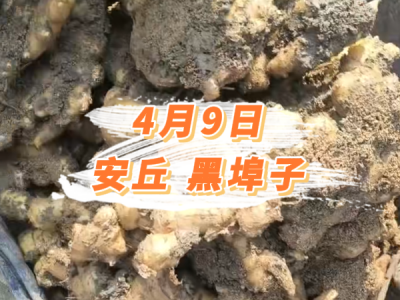 4月9日 安丘黑埠子价格行情