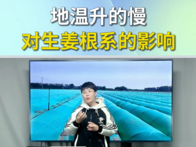 地温升的慢对生姜根系的影响