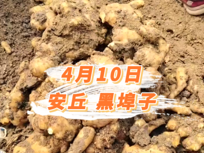 4月10日 安丘黑埠子价格行情