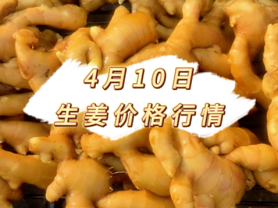 4月10日 生姜价格行情