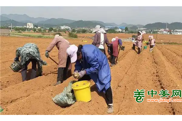 罗平：抢抓农时种姜忙科技赋能促增产 ()