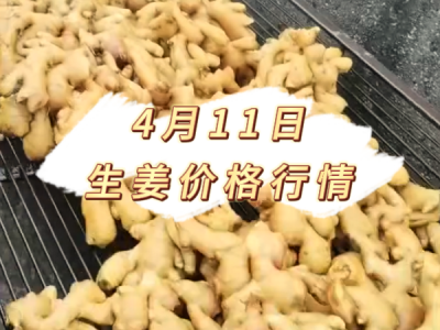 4月11日 生姜价格行情 ()