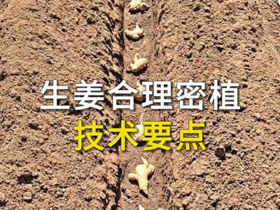 生姜合理密植技术要点 ()