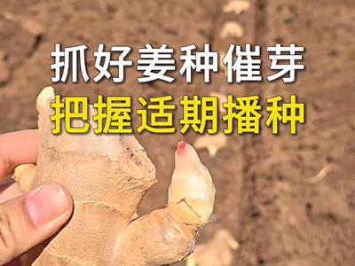 抓好姜种催芽，把握适期播种 ()