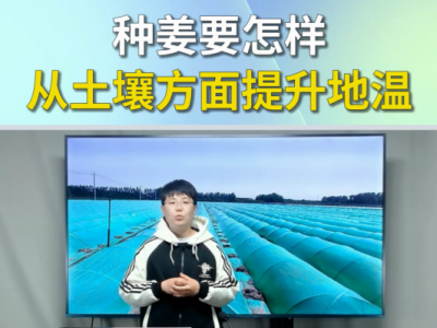 种姜要怎样从土壤方面提升地温？ ()