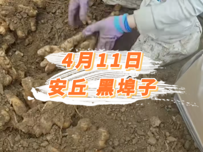 4月11日 安丘黑埠子价格行情 ()