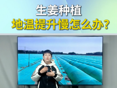 生姜种植地温提升慢怎么办？ ()