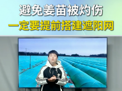 避免姜苗被灼伤一定要及时搭建遮阳网 ()
