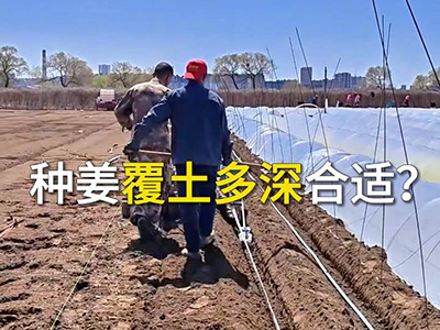 种姜覆土多深合适？ ()