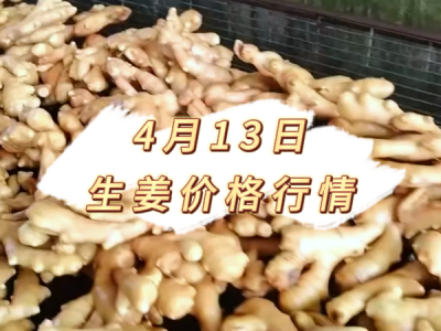 4月13日 生姜价格行情 ()