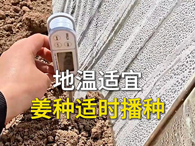 地温适宜 姜种适时播种 ()