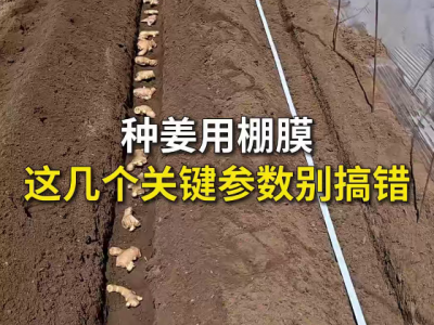 种姜用棚膜这几个关键参数别搞错 ()