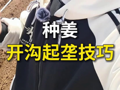 种姜开沟起垄技巧 ()