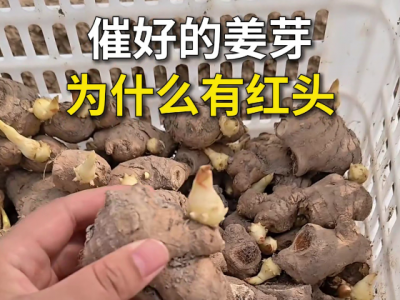 催好的姜芽为什么有红头？ ()