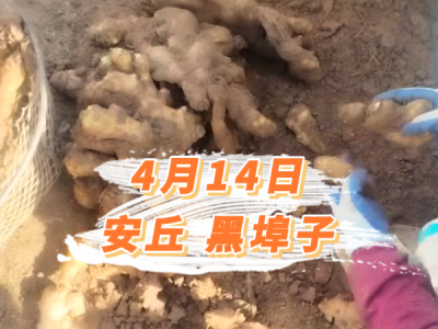 4月14日 安丘黑埠子价格行情 ()