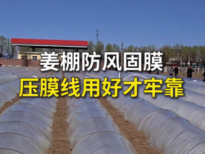 姜棚防风固膜压膜线用好才牢靠 ()