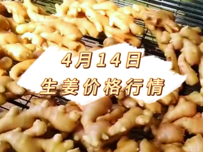 4月14日 生姜价格行情 ()