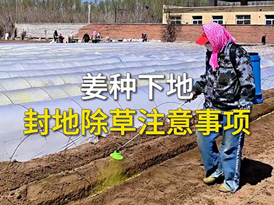 姜种下地封地除草注意事项 ()