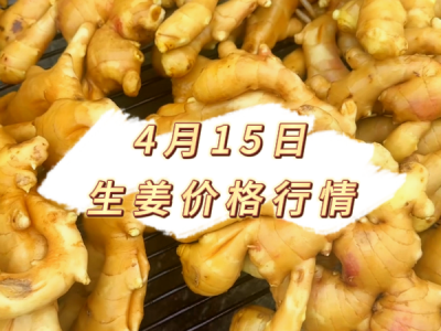 4月15日 生姜价格行情 ()