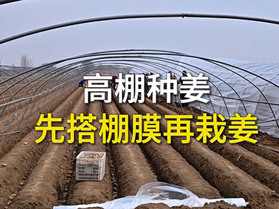 高棚种姜，先搭棚膜再栽姜 ()