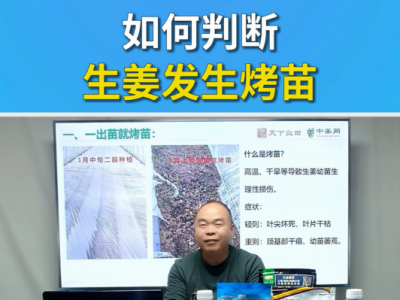 如何判断生姜发生烤苗？ ()