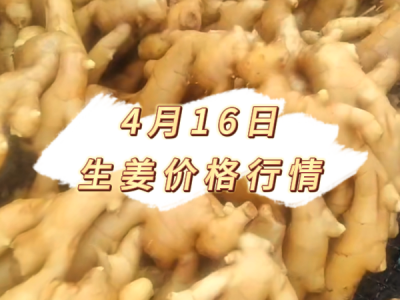 4月16日 生姜价格行情 ()