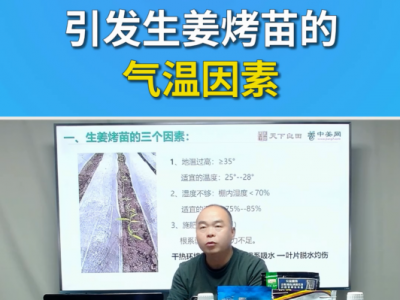 引发生姜烤苗的气温因素 ()