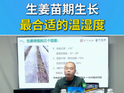 生姜苗期生长最合适的温湿度 ()
